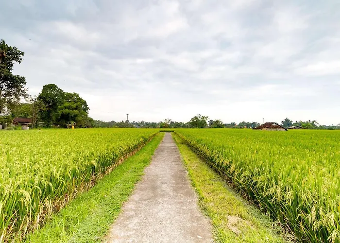 Umasari Rice Terrace By Agata Tabanan (Bali)